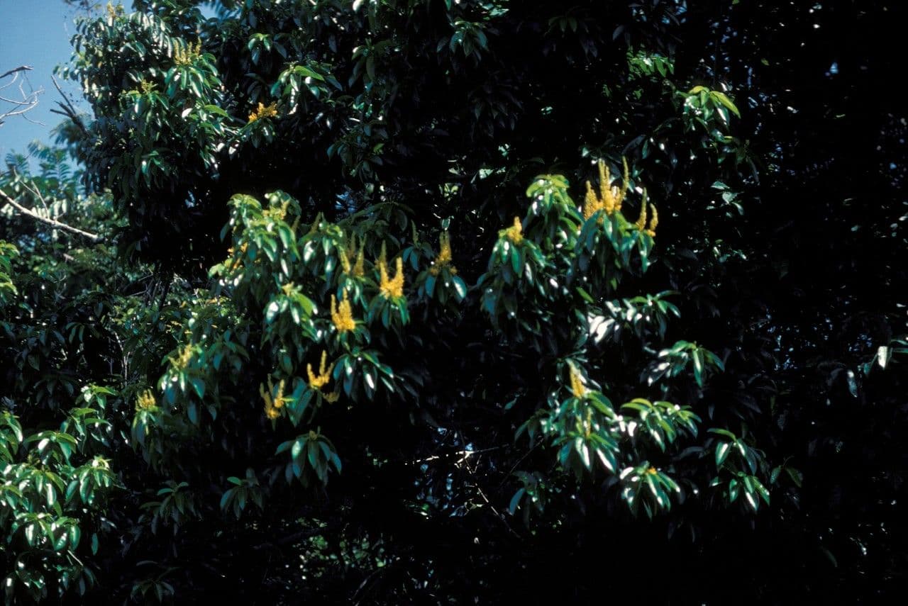 Vochysia