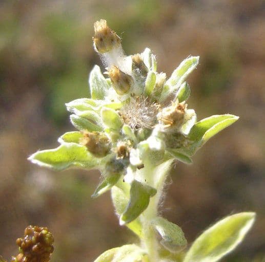 Gnaphalium 3