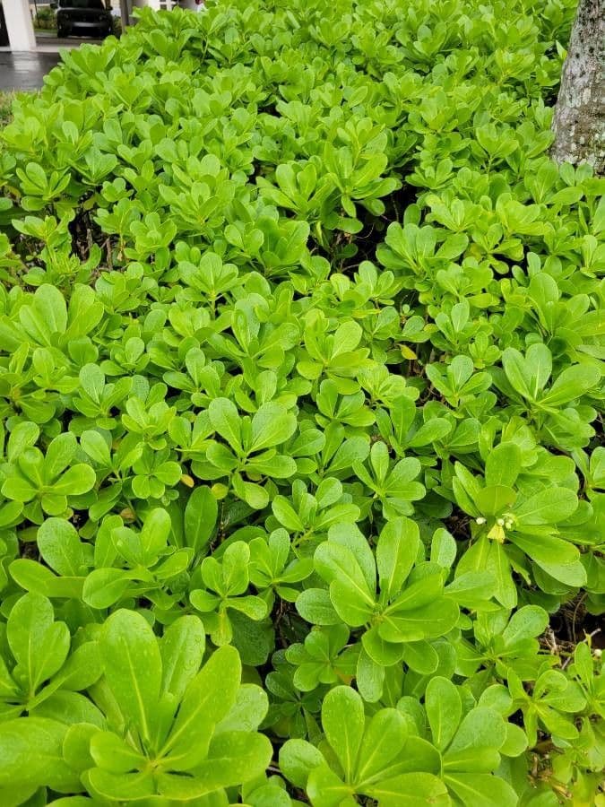 Scaevola 20