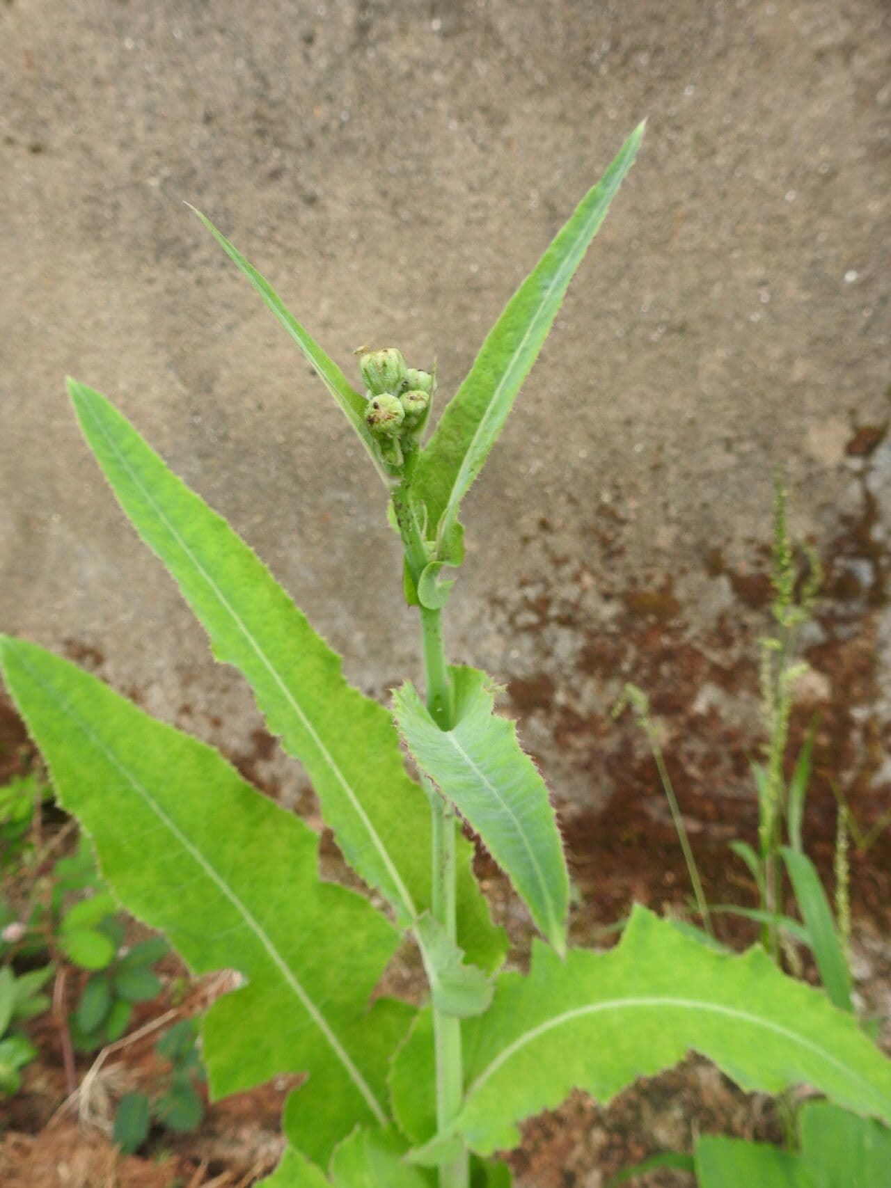 Lactuca tatarica 10
