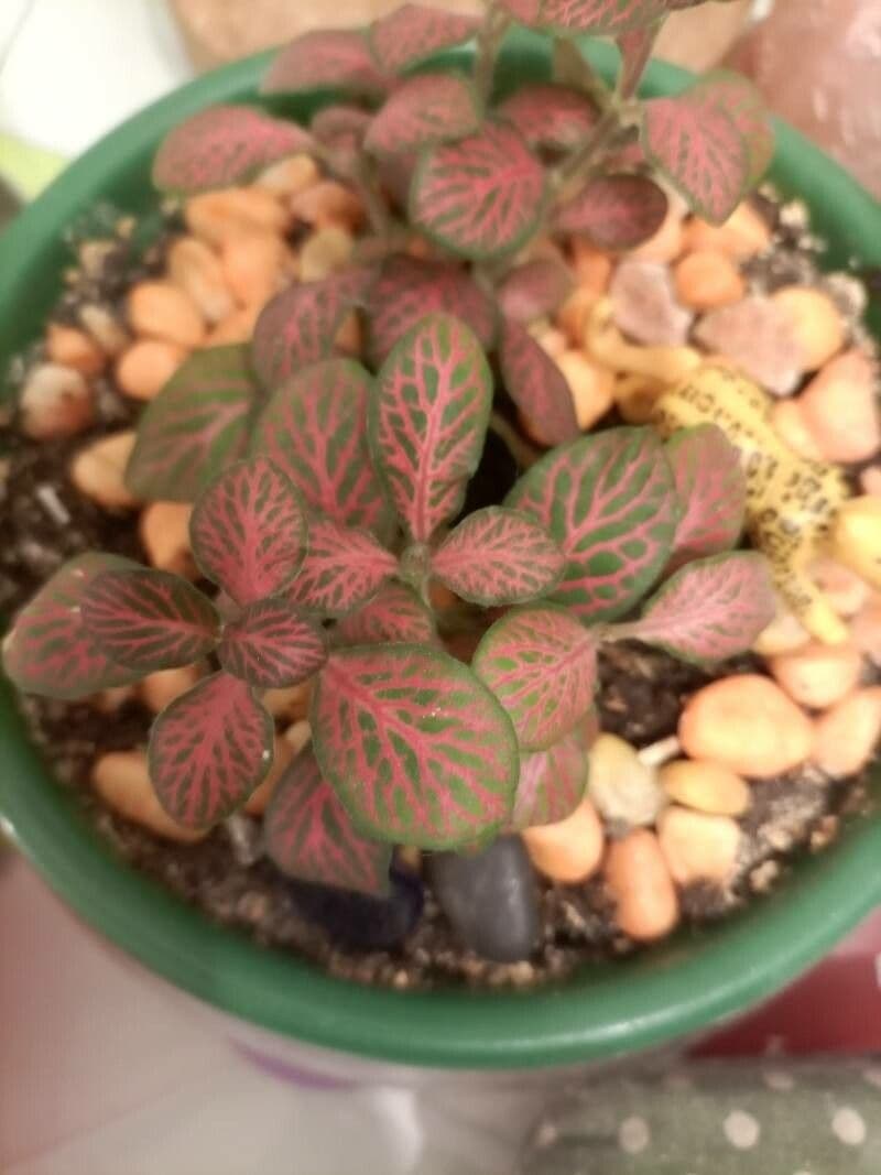 Fittonia 26