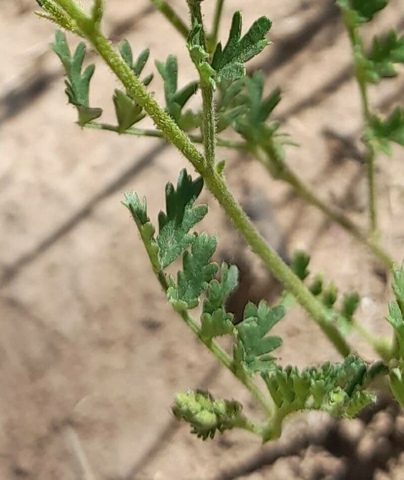 Adesmia 4