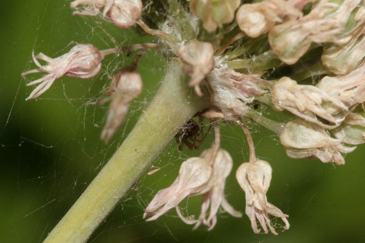 Aglio 3
