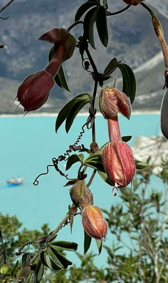 Passiflora banana 2