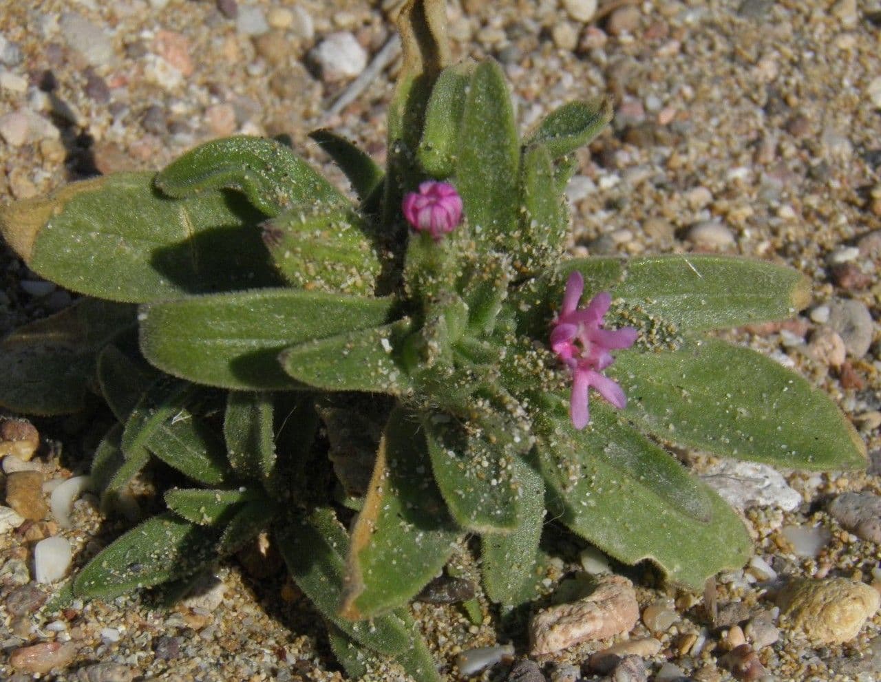 Silene littorea 10