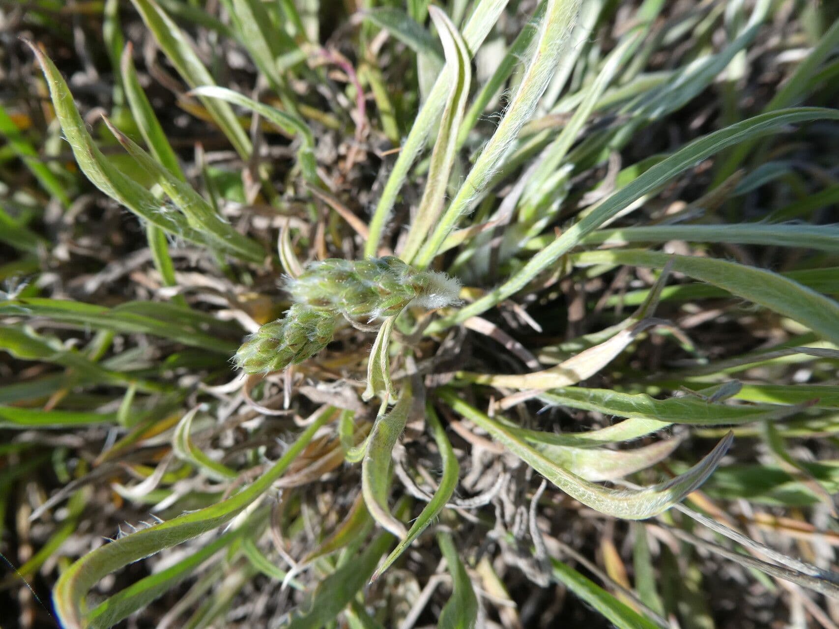Piantaggine bianca 22