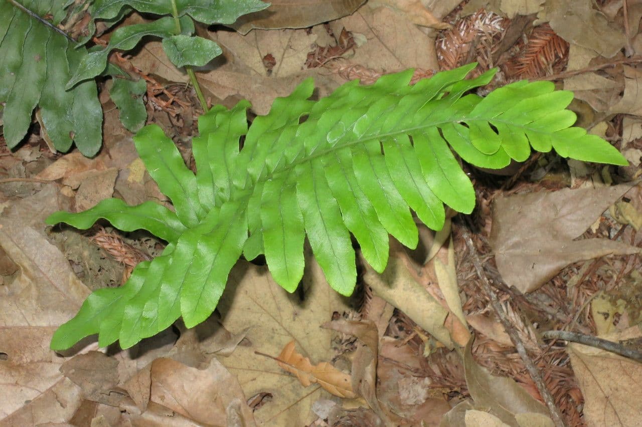 Polypode coriace 2