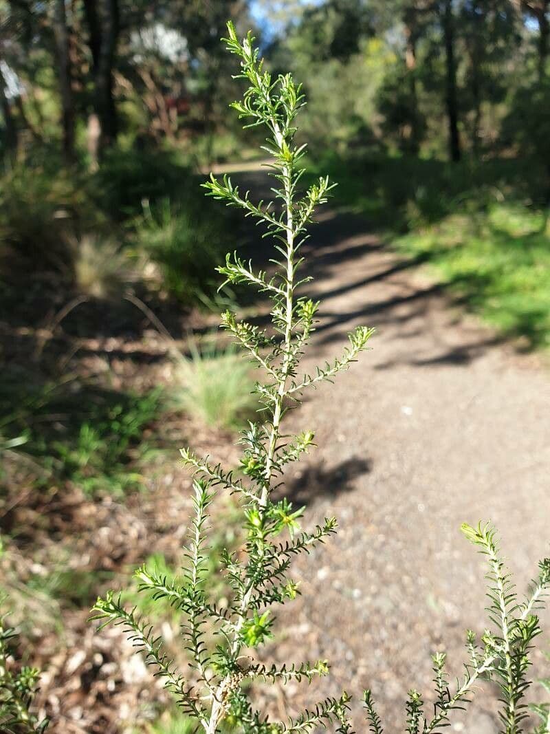Cassinia 3