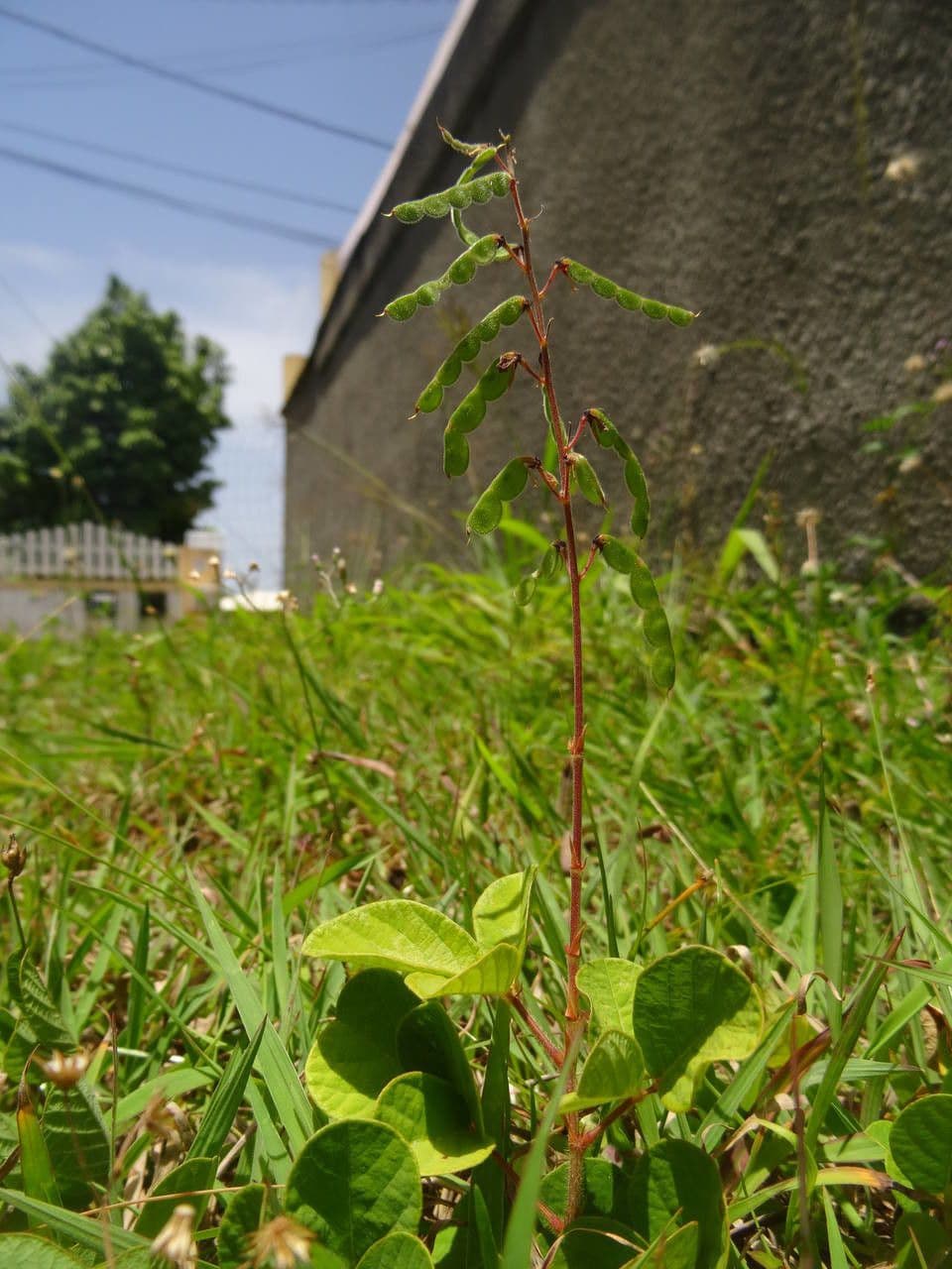 Desmodium 15