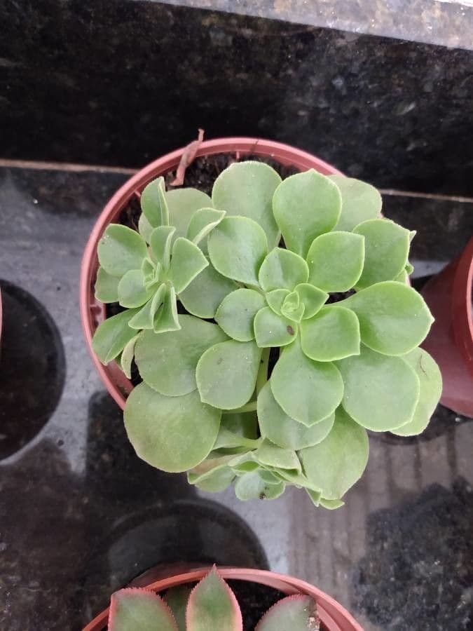 Aeonium 10