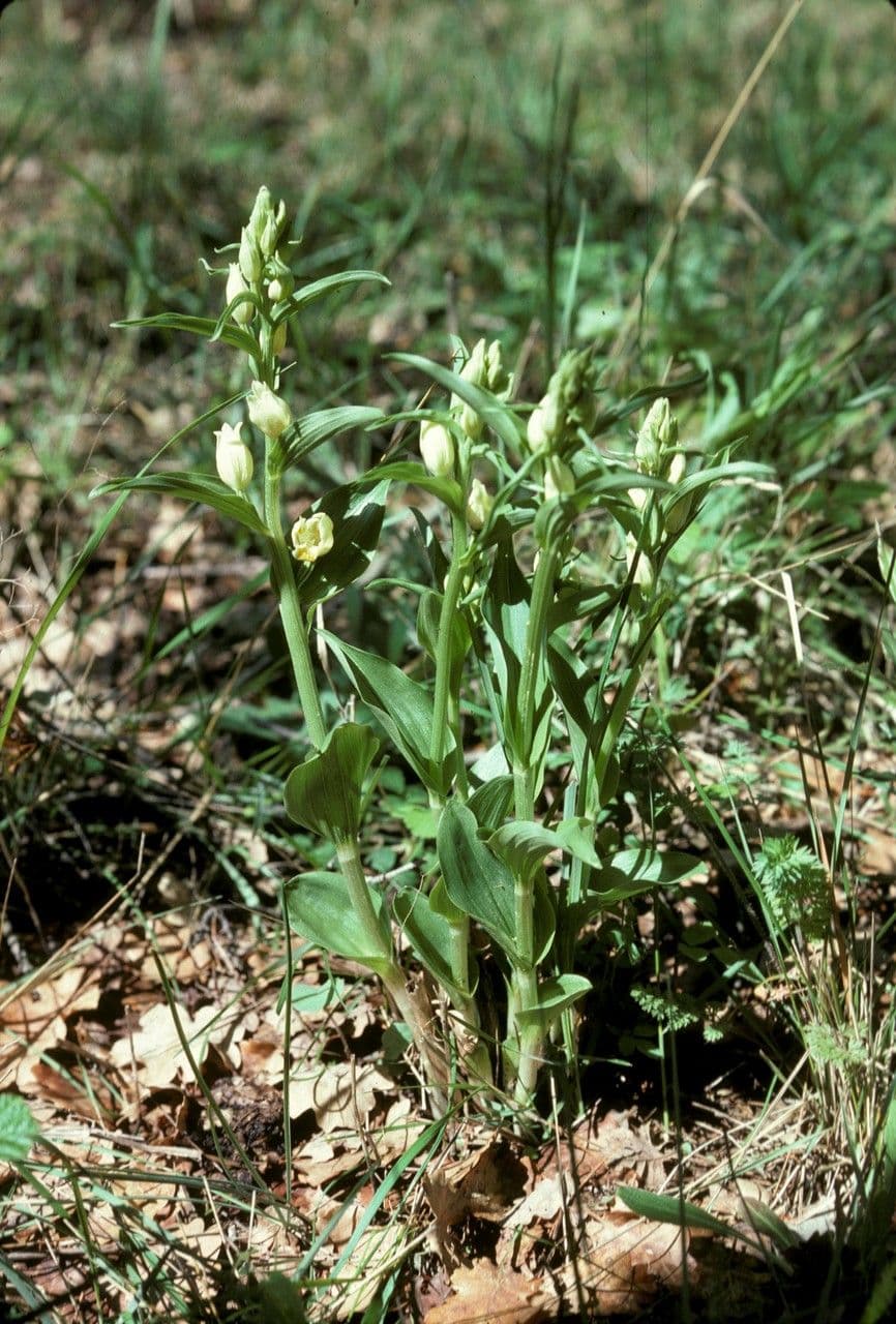 Cefalantera di Kotschy