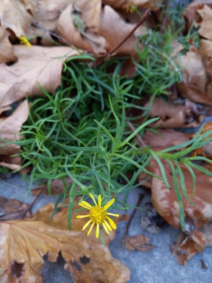 Schmalblättriges Greiskraut 12