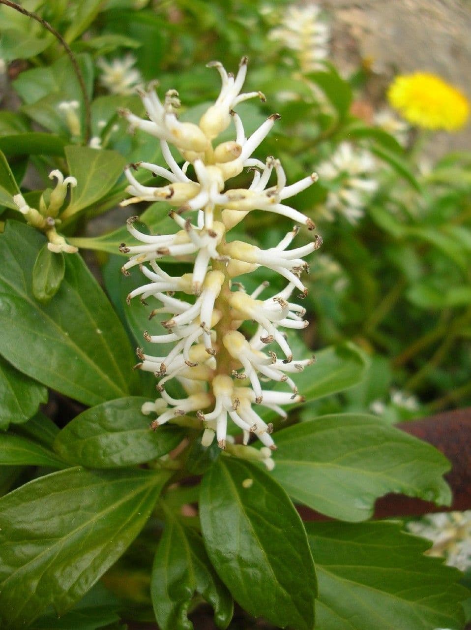 Pachysandra terminale 6