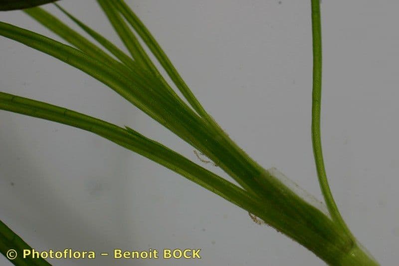 Zanichellia palustre 23