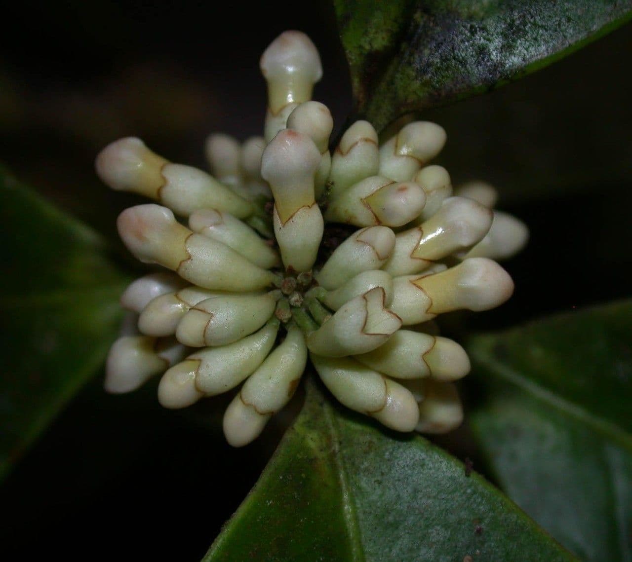 Schlegelia parviflora 4