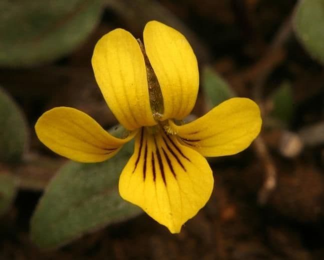 Viola di Baker 4