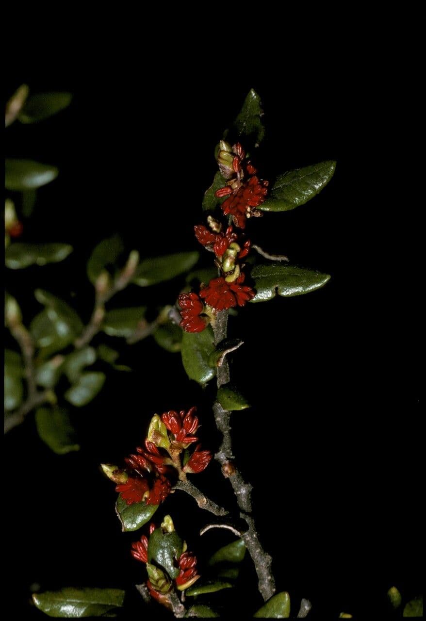 Nothofagus 4
