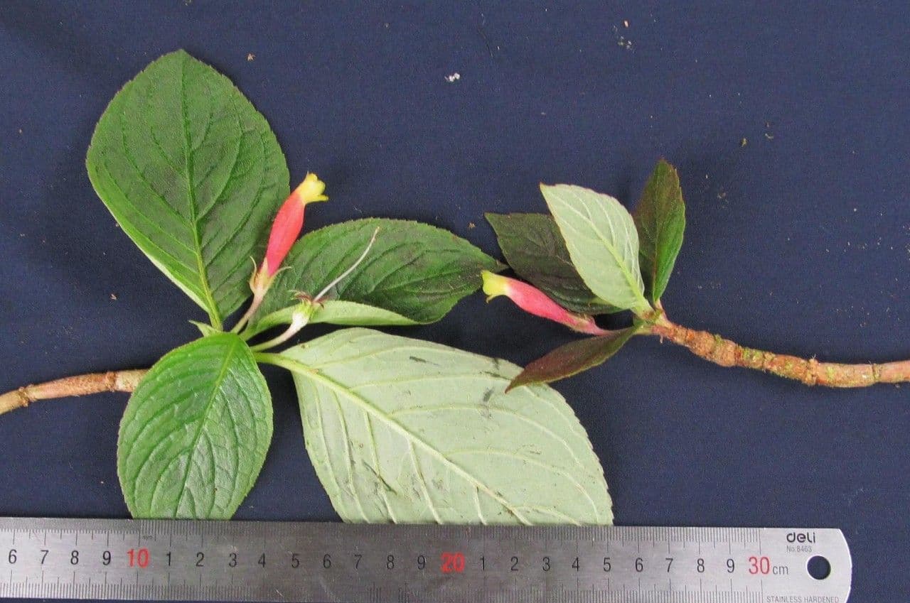 Columnea 3