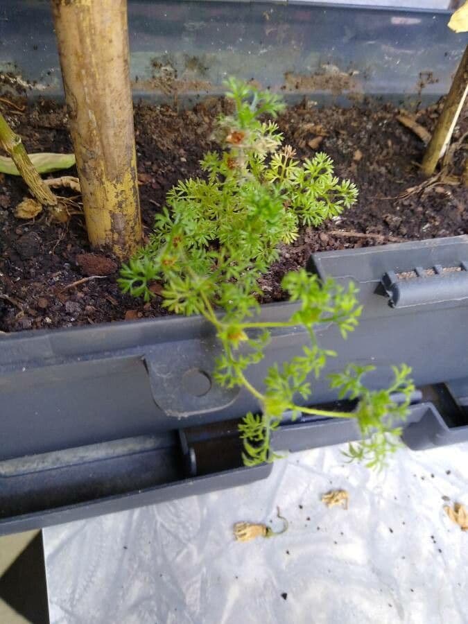 Soliva sessilis 10