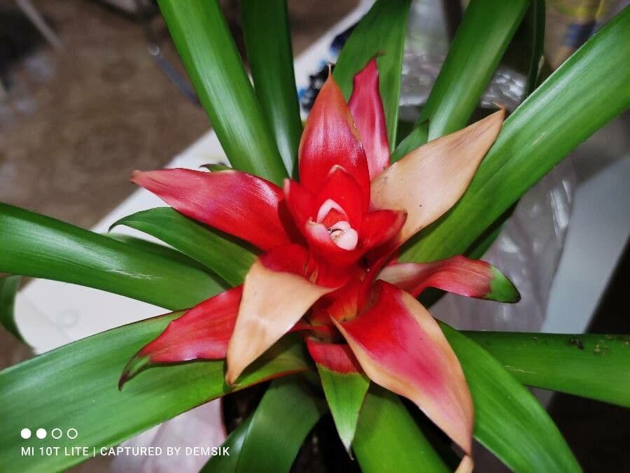 Guzmania lingulata 6