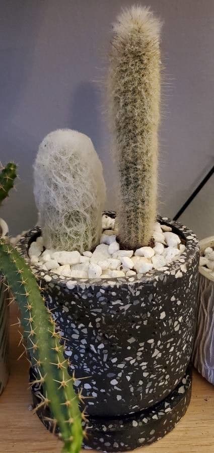 Espostoa 4