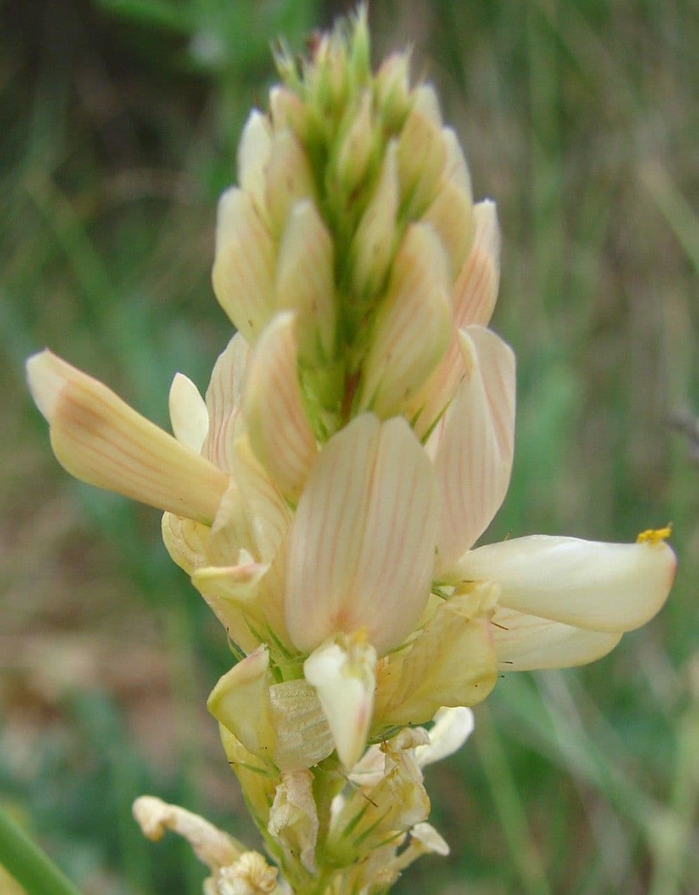 Serradella 9