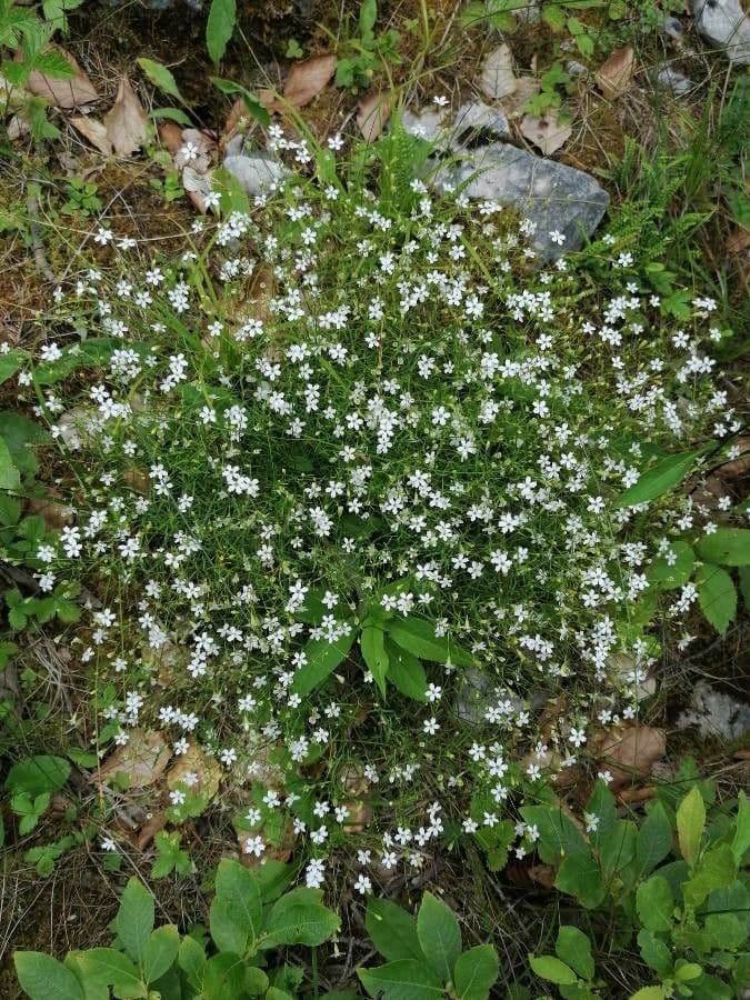 Silene pusilla