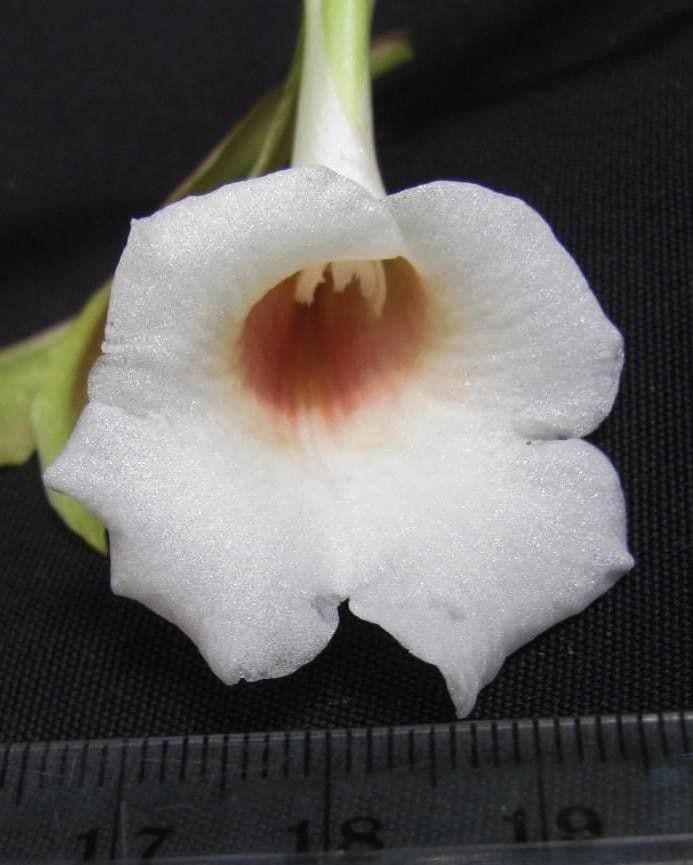 Trichopilia