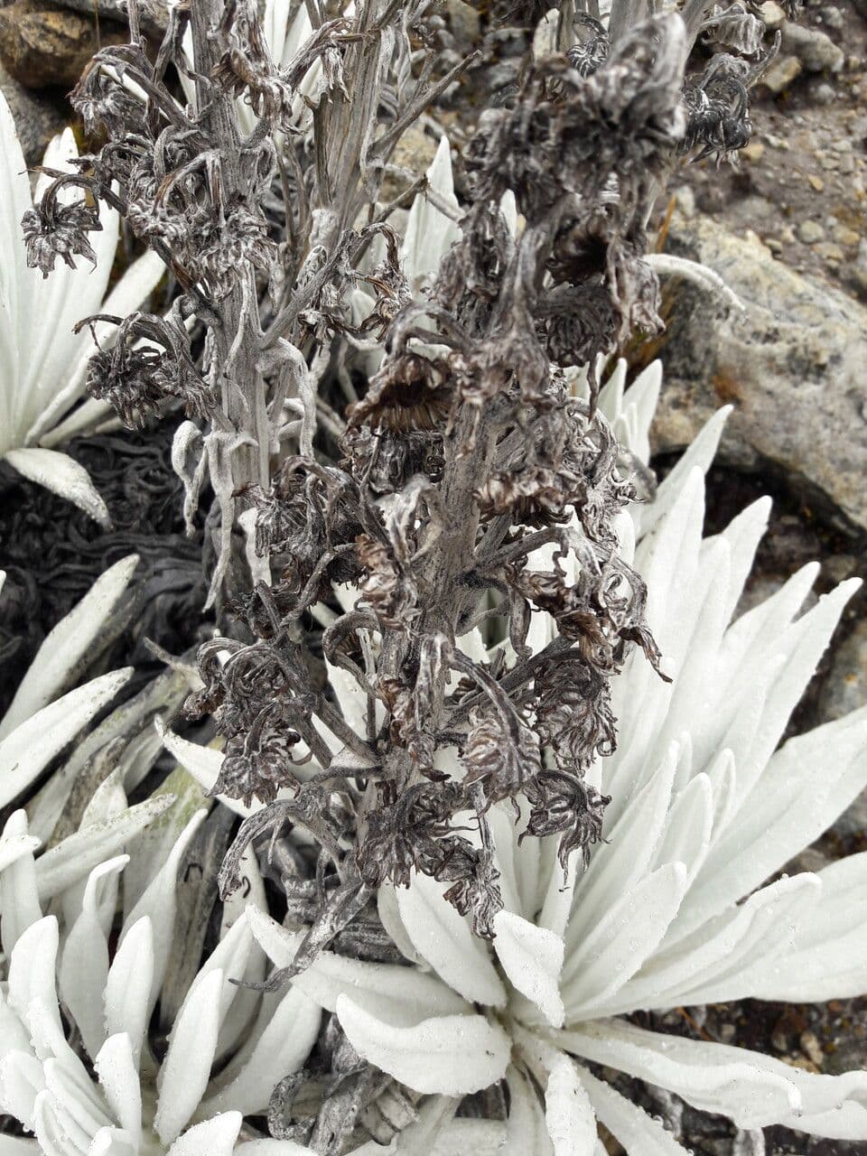 Senecio 11