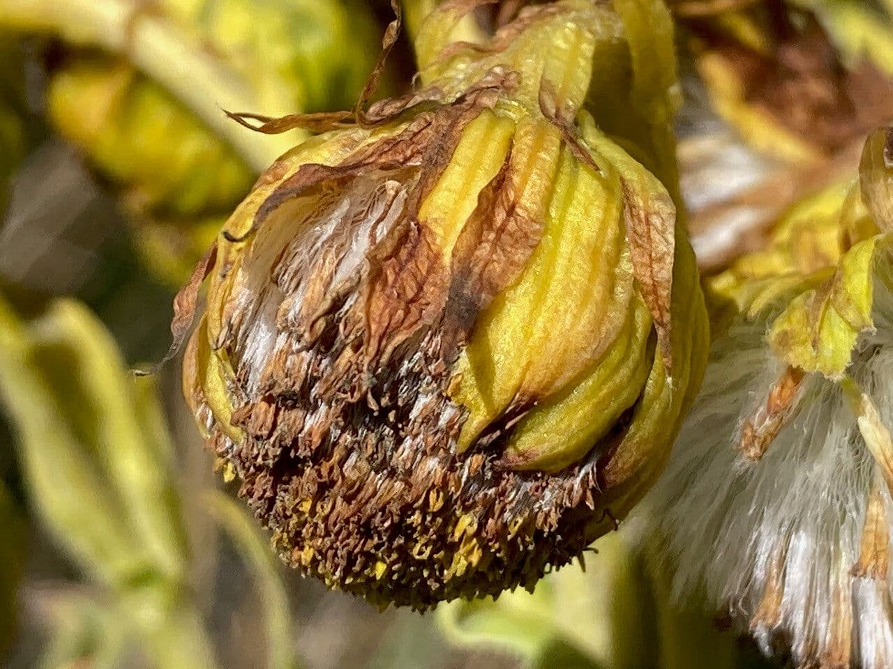 Senecio 2