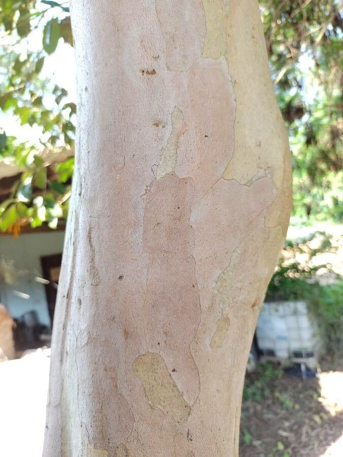 Guajava Cattleya 25