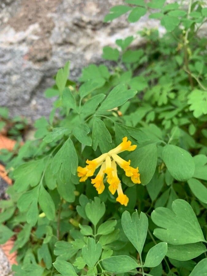 Colombina gialla 6