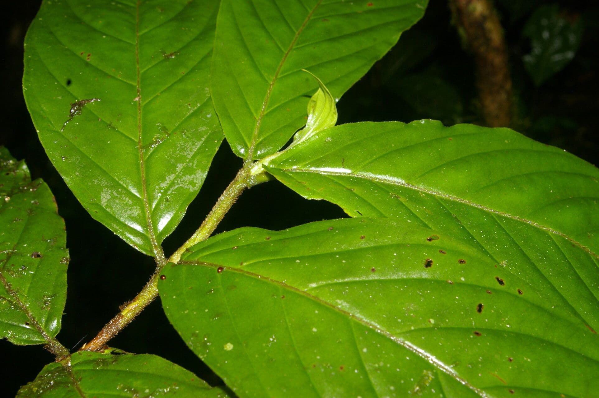 Bertiera 15