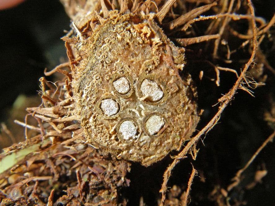 Polybotrya