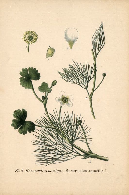 Ranuncolo acquatico 25