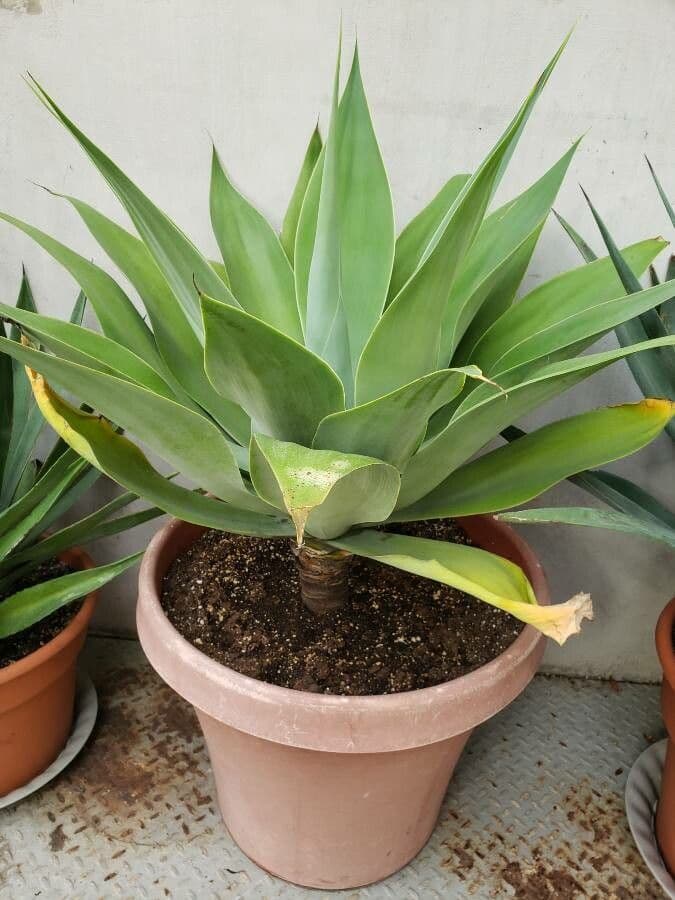 Agave lanuginosa 14