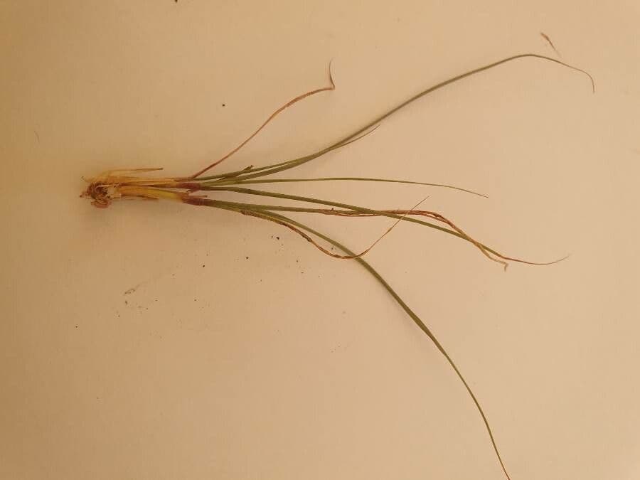 Sporobolus 8