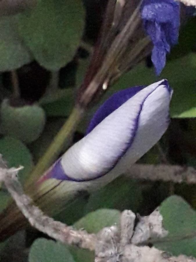 Iris 17