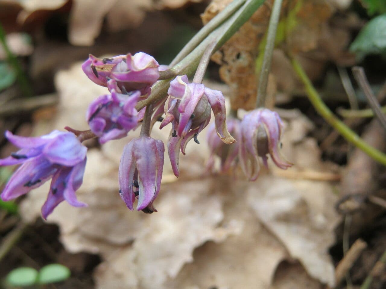 Scilla silvestre 3