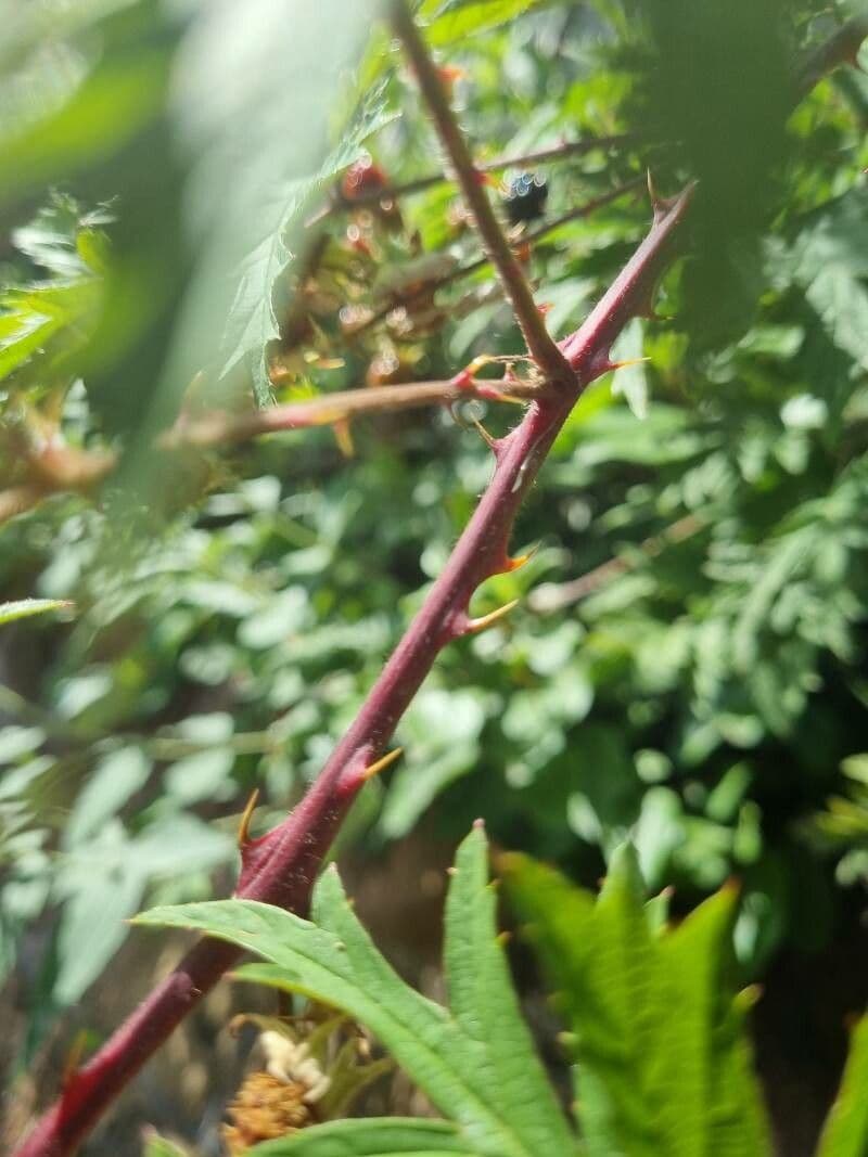 Schlitzblättrige Brombeere 23