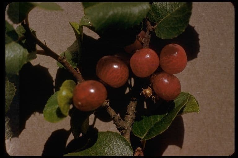 Spiny redberry 3