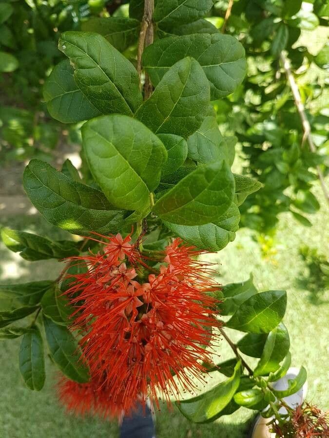 Combretum 3