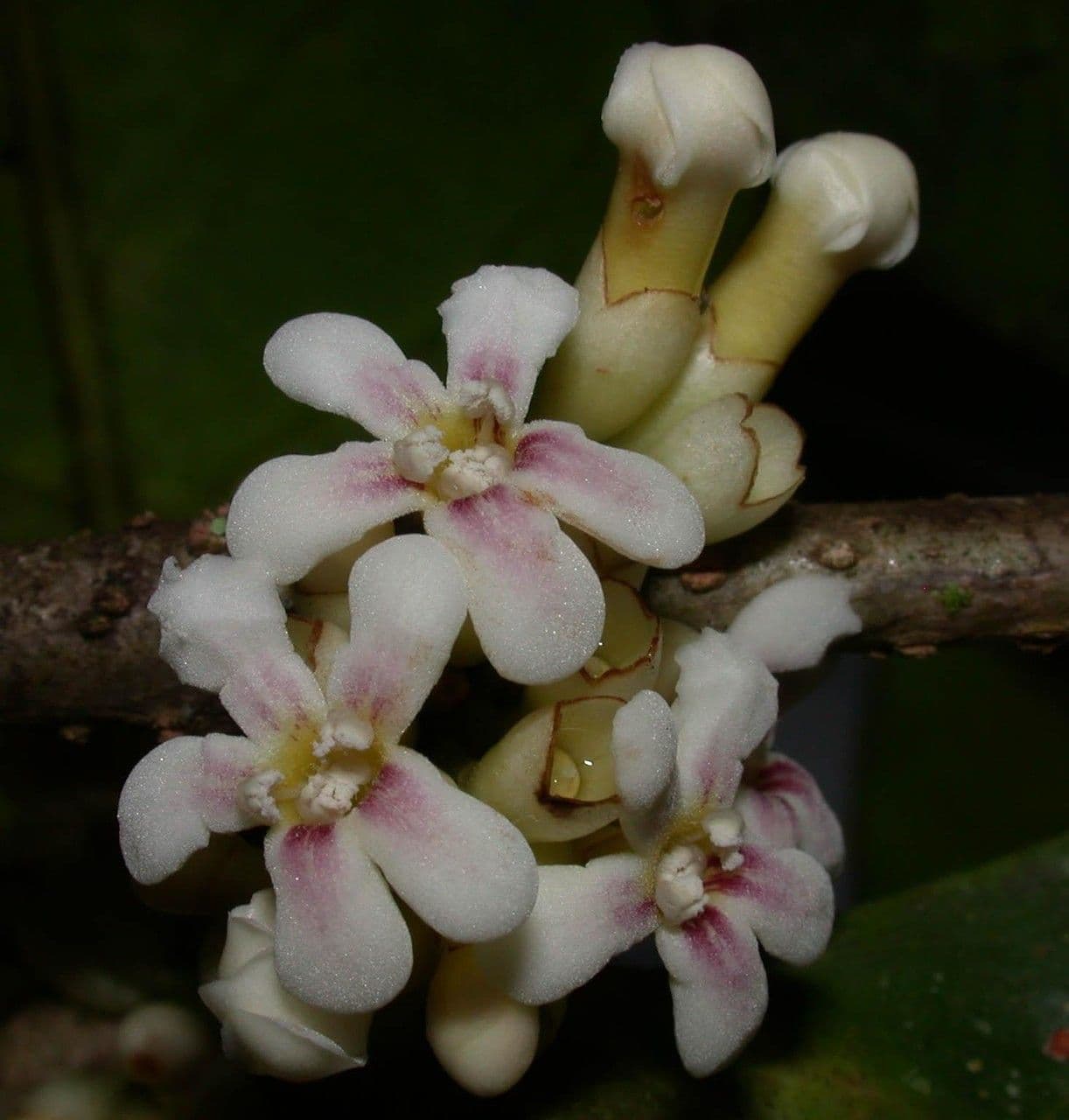 Schlegelia parviflora 8