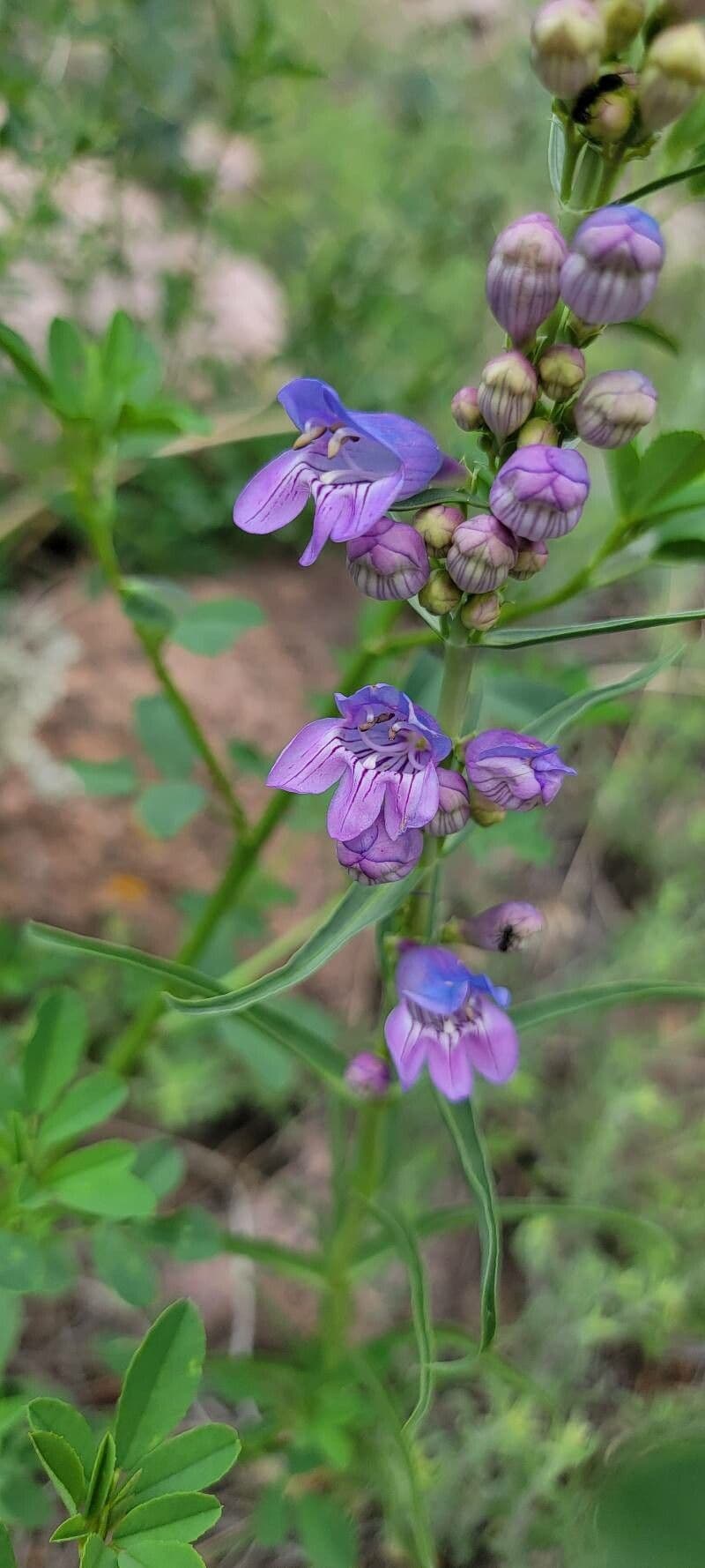 Penstemon virgatus