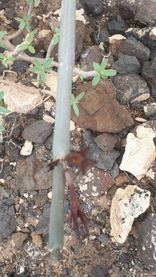 Ceropegia 17