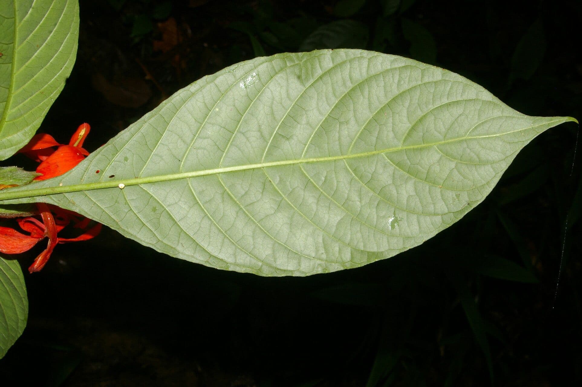 Aphelandra tridentata 7