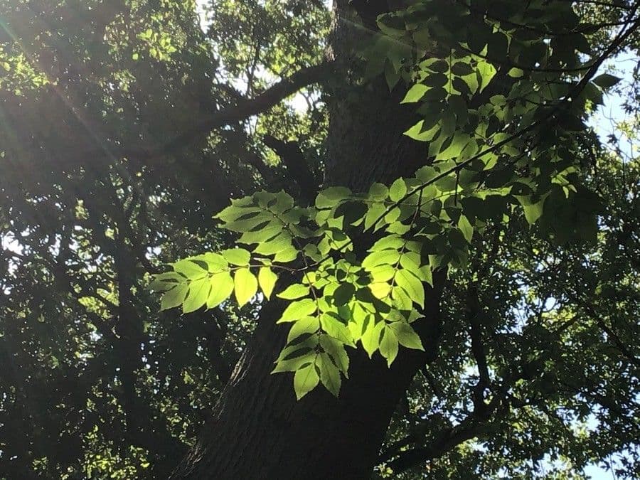Albero amaro 7