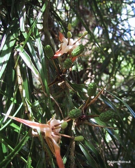 Freycinetia 9