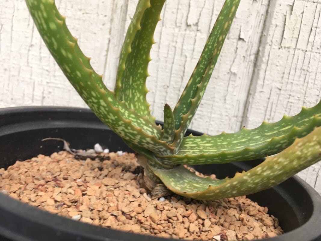 Aloe 5