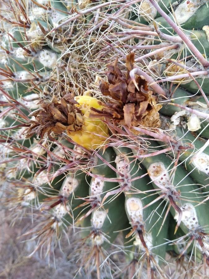 Cactus barile di Leconte 4